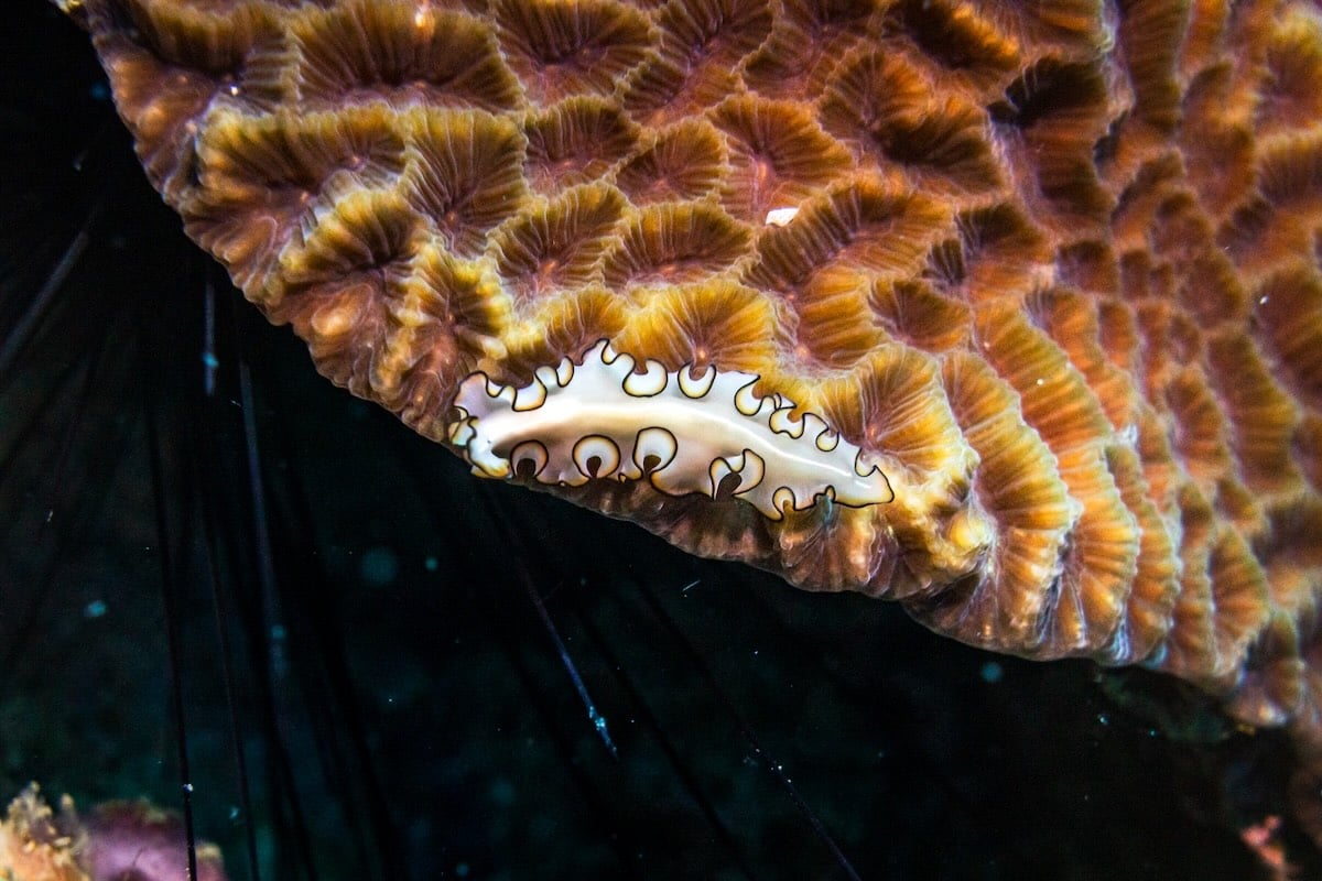 Lernen Sie etwas über Nacktschnecken auf Koh Tao - Thailand